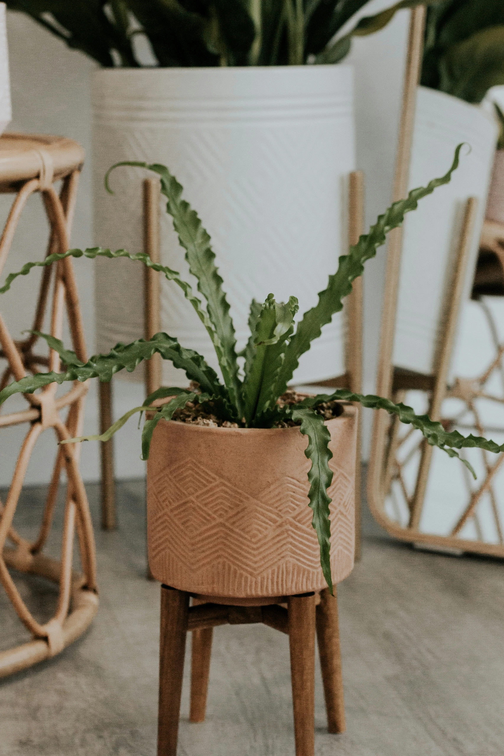 A stylish indoor plant arrangement that complements living room farmhouse decor, featuring a wavy-leafed green plant in a terracotta pot with geometric patterns. The pot is elevated on a wooden stand, surrounded by other decorative planters, showcasing the beauty of plants and greenery as natural accents in a cozy, rustic interior.