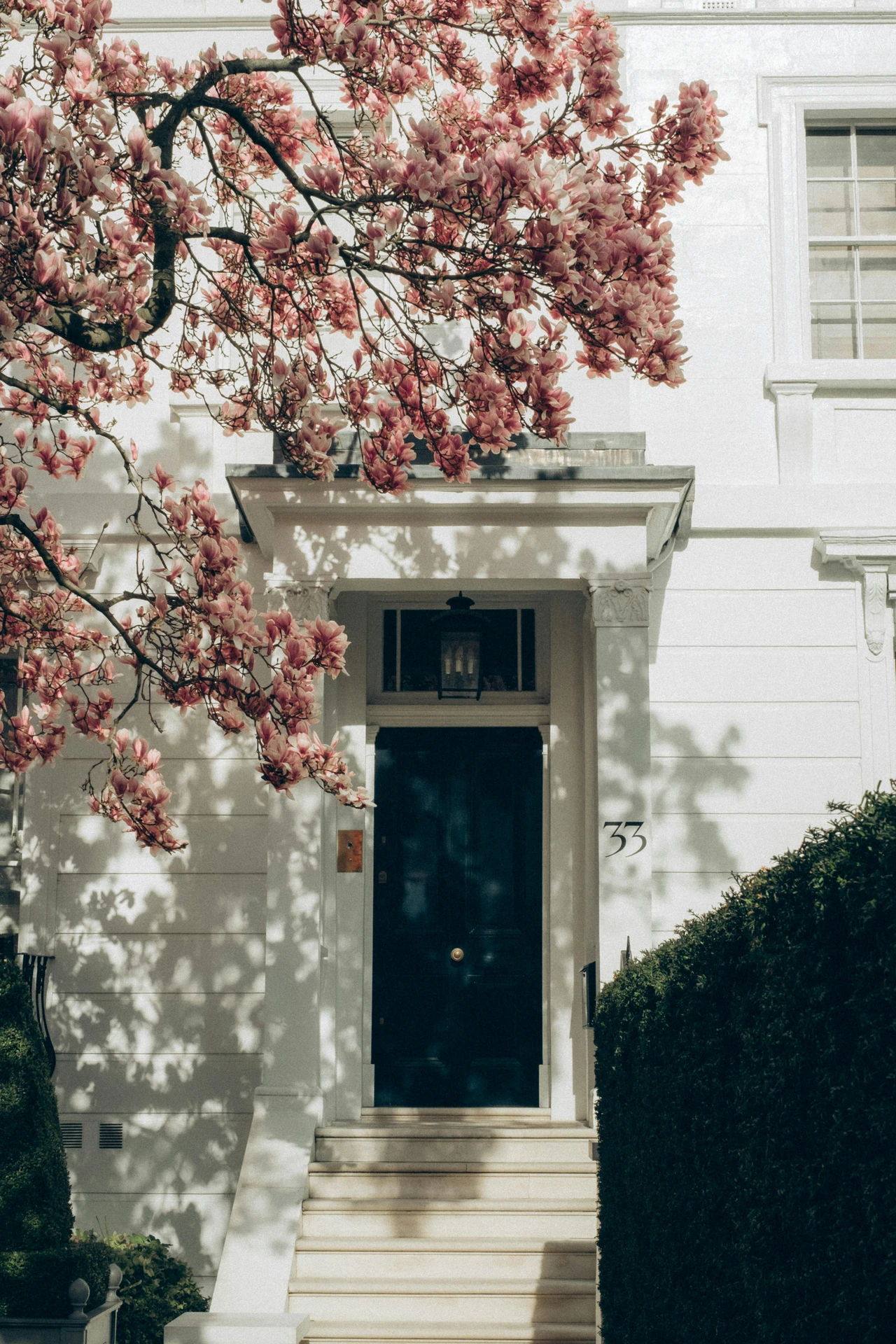 Elegant white townhouse entrance with a dark front door framed by a classic lantern and stair railings, partially shaded by blooming cherry blossom branches, offering timeless ideas for front door decor that blend natural beauty with architectural charm.