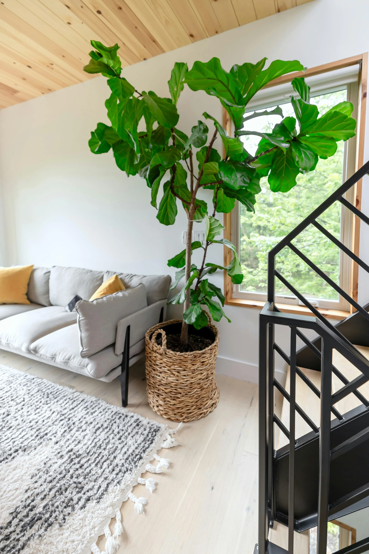 Bright living room corner with a modern grey sofa styled with mustard-yellow cushions, a thick carpet and large plant in a woven basket adding warmth and texture to the space. Natural light flows through the window, highlighting the cozy seating area next to a black metal staircase. This picture is a great example of how to style a grey sofa by combining bold greenery and tactile elements for a fresh and inviting atmosphere.
