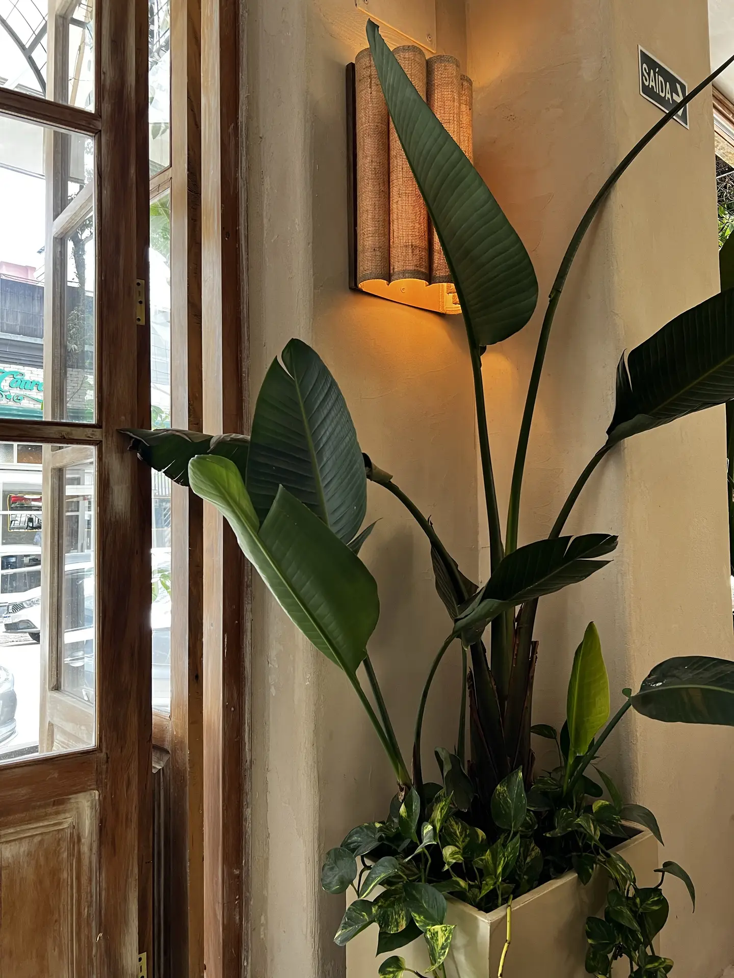 A large potted plant with broad green leaves stands near a wooden-framed window, illuminated by a warm wall light. The natural tones and subtle textures create a calming atmosphere, showcasing how statement greenery can elevate a minimalist living room with an organic touch.
