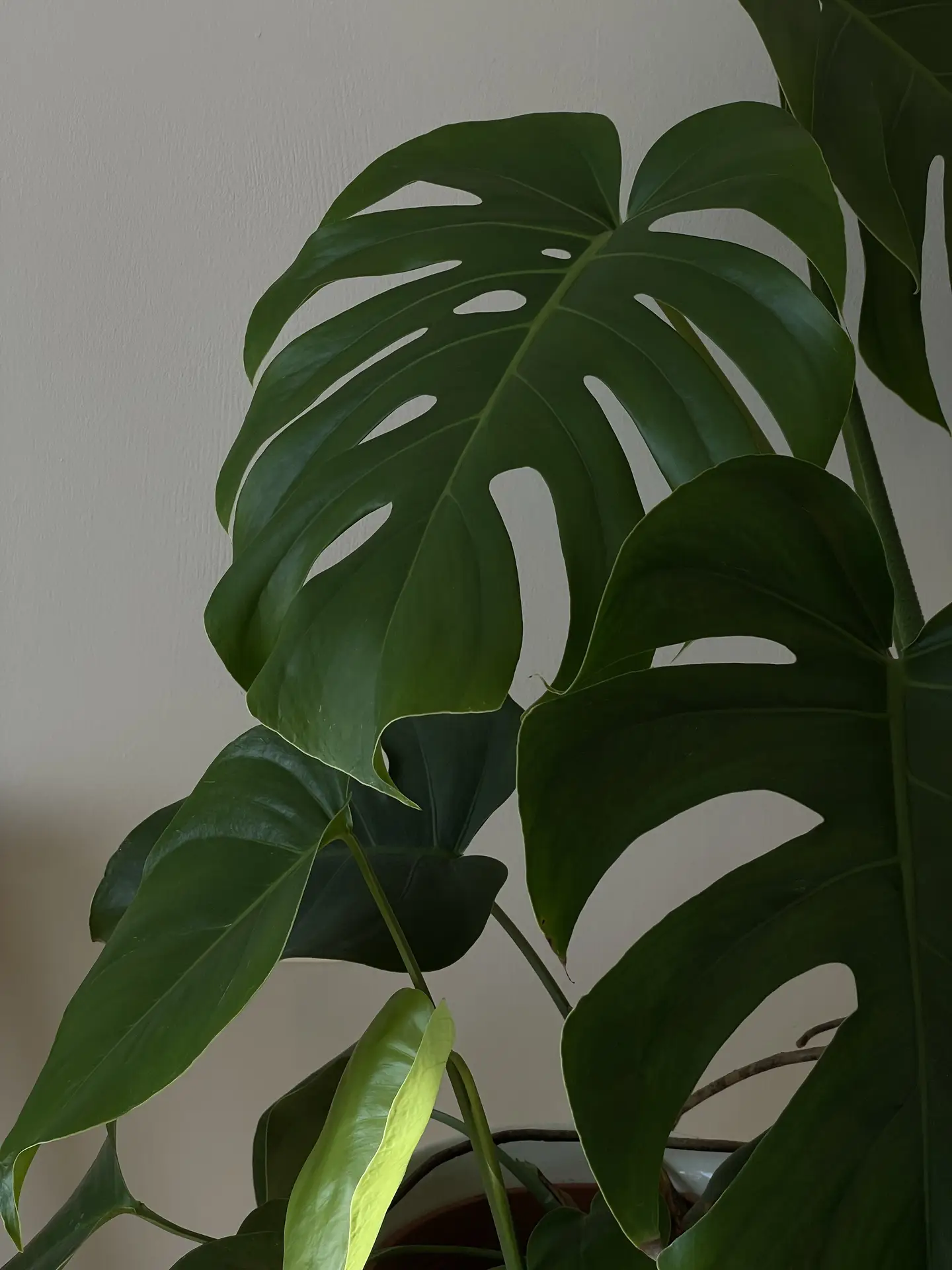 A close-up of lush Monstera leaves adding natural greenery to a bright Nordic living room setting, with soft light highlighting the plant's deep green tones against a simple, neutral wall.