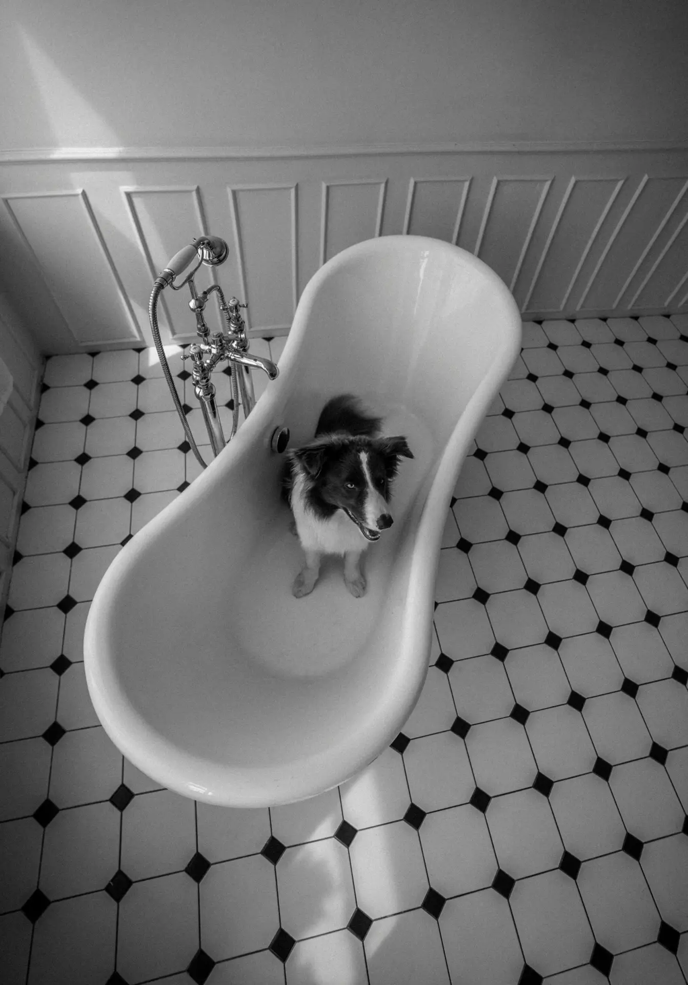 A black-and-white bathroom scene shows a small dog sitting inside a glossy white kidney-shaped tub, viewed from above on a patterned tile floor with classic wall paneling and a traditional faucet, offering playful bathroom ideas with a tub and highlighting the unique form of a kidney-shaped tub in a charming, unconventional setting.