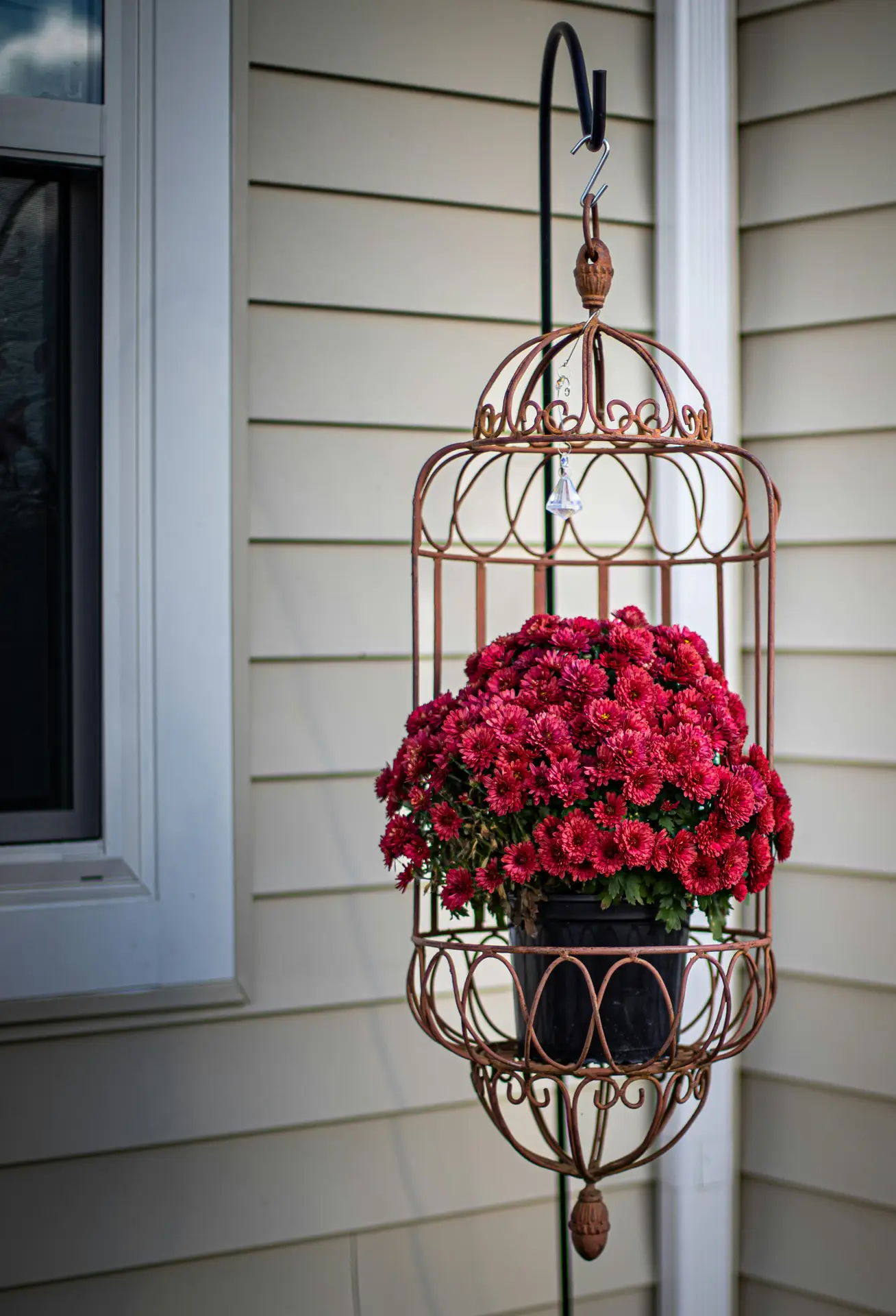 Front porch decor ideas for spring showing a rustic hanging birdcage planter with ornate metal details, holding a lush pot of deep red blooming flowers, suspended beside light-colored siding and a window for a charming, vintage-inspired porch accent.