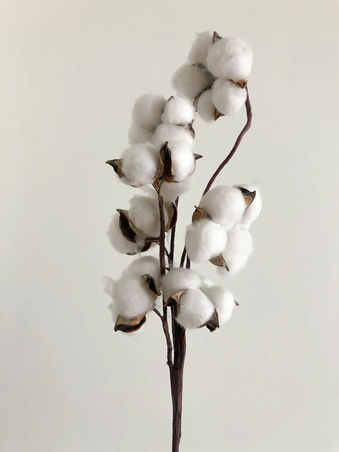 Living room coffee table decor ideas for spring featuring a cotton plant branch with soft white cotton bolls on dark stems, shown against a neutral background, offering a calm and versatile accent that works well in minimalist, modern, or natural spring styling.
