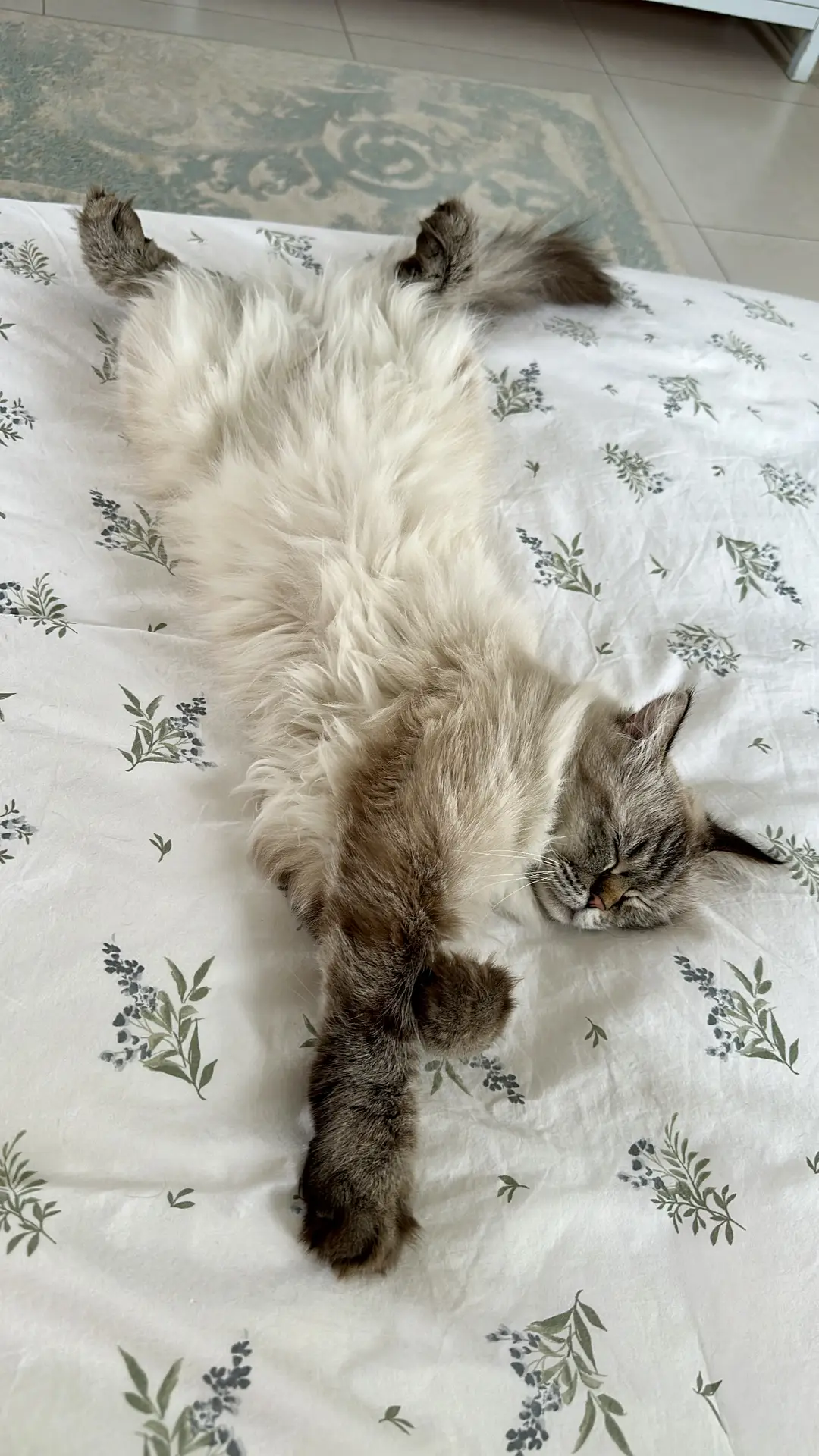 A fluffy, long-haired cat lies stretched out on its back on a white duvet adorned with delicate soft sage sprigs. The light botanical pattern on the bedding creates a serene atmosphere, offering peaceful floral bedding ideas for a bright bedroom.