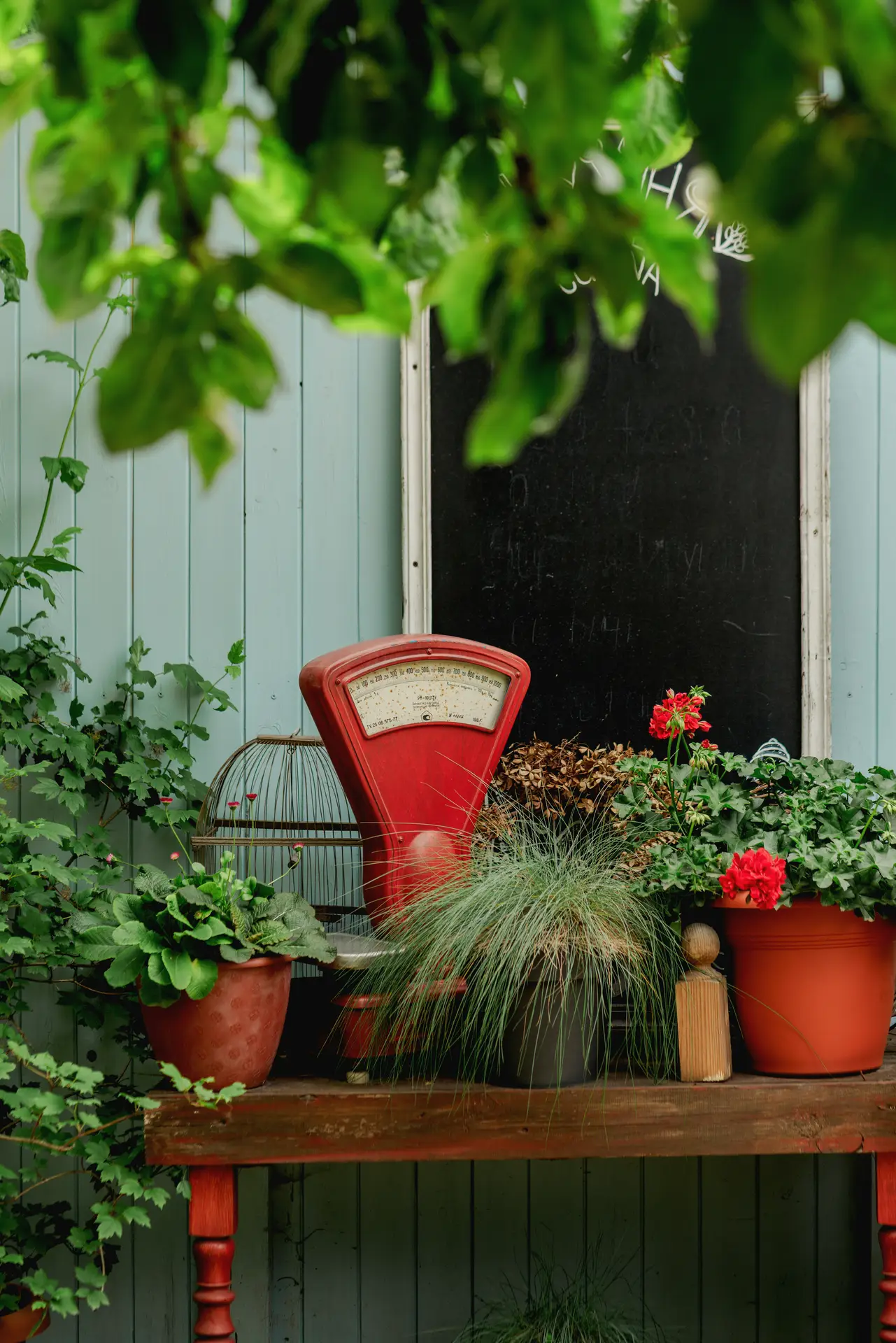 A framed photograph of a vintage garden decor display on a red wooden table against a pale blue wooden wall. The scene is centered around a vibrant red vintage counter scale. Potted plants, including red geraniums and leafy greenery, surround the scale, which is framed by a background blackboard with faint white text. This arrangement is an excellent way to add historic elements to a garden. Green tree branches frame the top, and a small metal birdcage sits to the left of the scale.