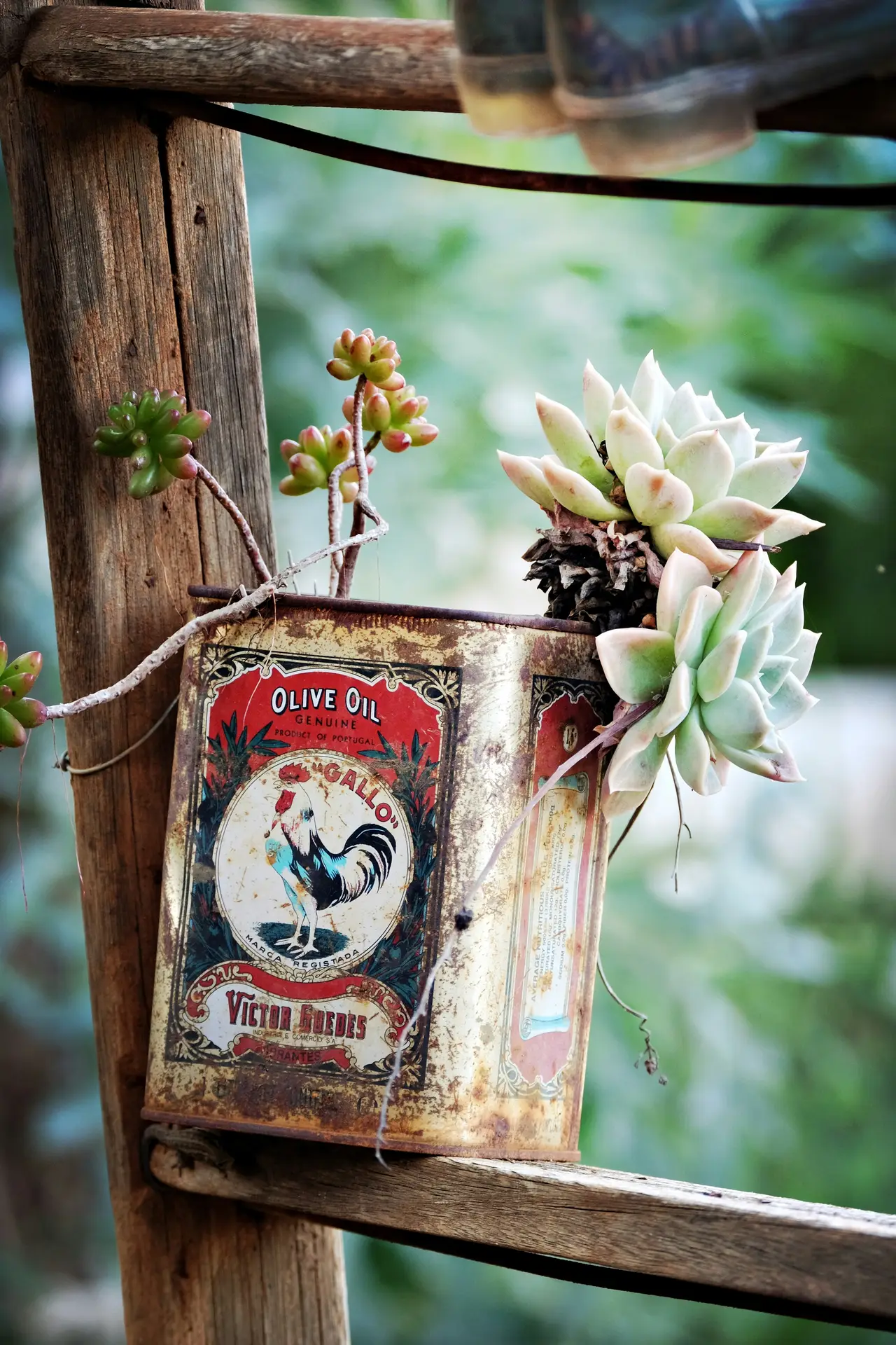 A close-up photograph of a unique vintage garden decor idea that demonstrates how to use an oil can as a vase. A rusty, antique Portuguese olive oil tin is mounted on unpainted, weathered wooden supports. The colorful, distressed label featuring a rooster (Galo de Barcelos), 