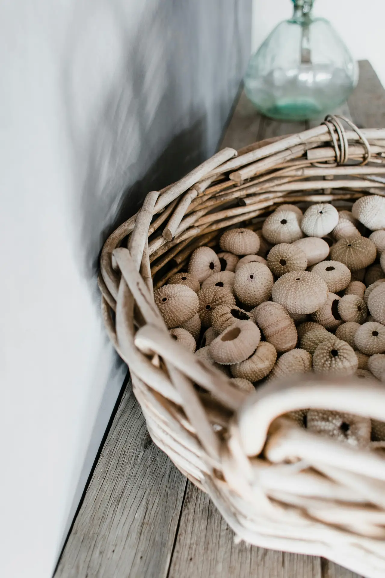 A high-angle close-up featuring charming coastal living room ideas that highlight natural seaside treasures. A rustic, weathered woven basket full of sea urchins in various shades of cream and soft beige sits on a grey wooden surface. In the blurred background, a pale green glass demijohn bottle adds a subtle touch of color against the neutral wall, emphasizing a tactile and organic coastal aesthetic.