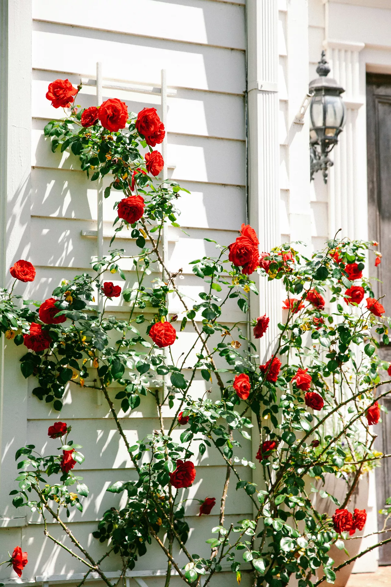 
A beautiful white clapboard house exterior serves as a canvas for classic front porch decor ideas for summer, highlighted by vibrant red climbing roses. The flowers grow upward along a white wooden trellis mounted to the siding, with several blooms in full sun, creating a bold contrast against the bright wall. To the right, a traditional black lantern-style sconce is visible next to the front door, enhancing the cottage-style charm of this floral vertical garden.