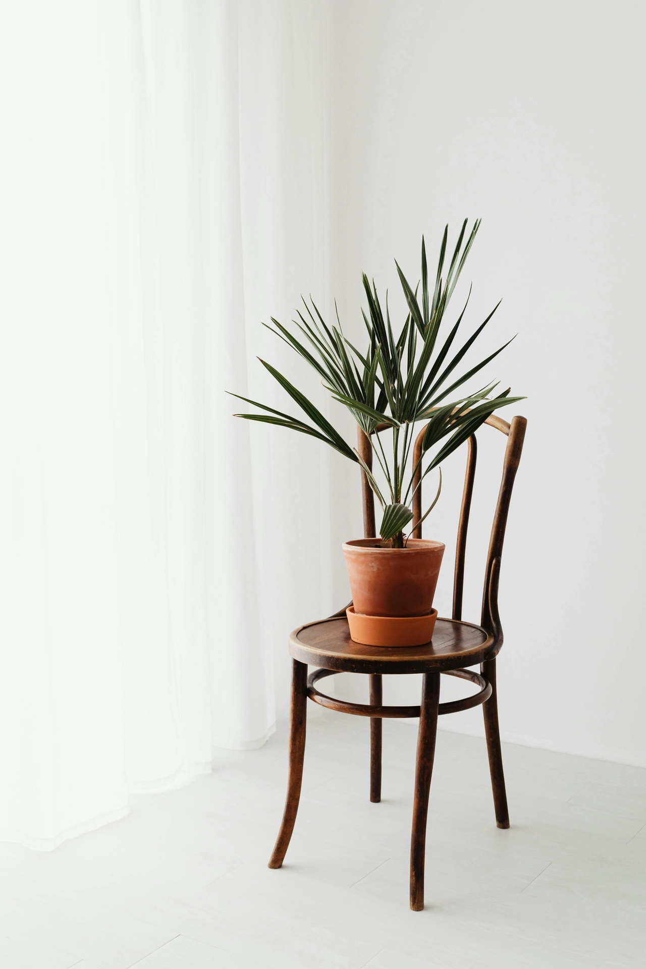 A minimalist and airy corner illustrates fresh summer decor ideas living room styling with a touch of botanical warmth. A classic, dark brown wooden Thonet-style chair stands against a plain white wall next to a window with sheer white curtains. Placed on the seat of the chair is a small terracotta planter showcasing vibrant potted palms with fan-shaped, spiky green fronds reaching upward. The contrast between the rich wood tones, the earthy clay pot, and the crisp, bright background creates a simple, elegant, and distinctly summery aesthetic.