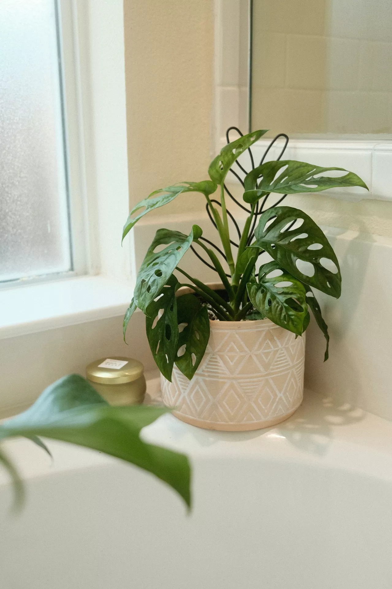 This description for neutral-bathroom-decor-ideas-potted-plant.webp showcases cozy and refreshing neutral bathroom decor ideas centered around a bathtub edge. A vibrant Monstera adansonii potted plant sits in a decorative beige ceramic pot adorned with white geometric diamond patterns. The Swiss cheese plant leaves feature characteristic natural holes and drape gracefully, supported by a delicate black wire trellis behind the stems. A small, round golden candle jar sits on the ledge next to the pot, close to a frosted glass window that filters soft, natural light into the bright bathroom space. In the very foreground, a single blurred green leaf frames the corner of the white bathtub, completing the serene botanical atmosphere.