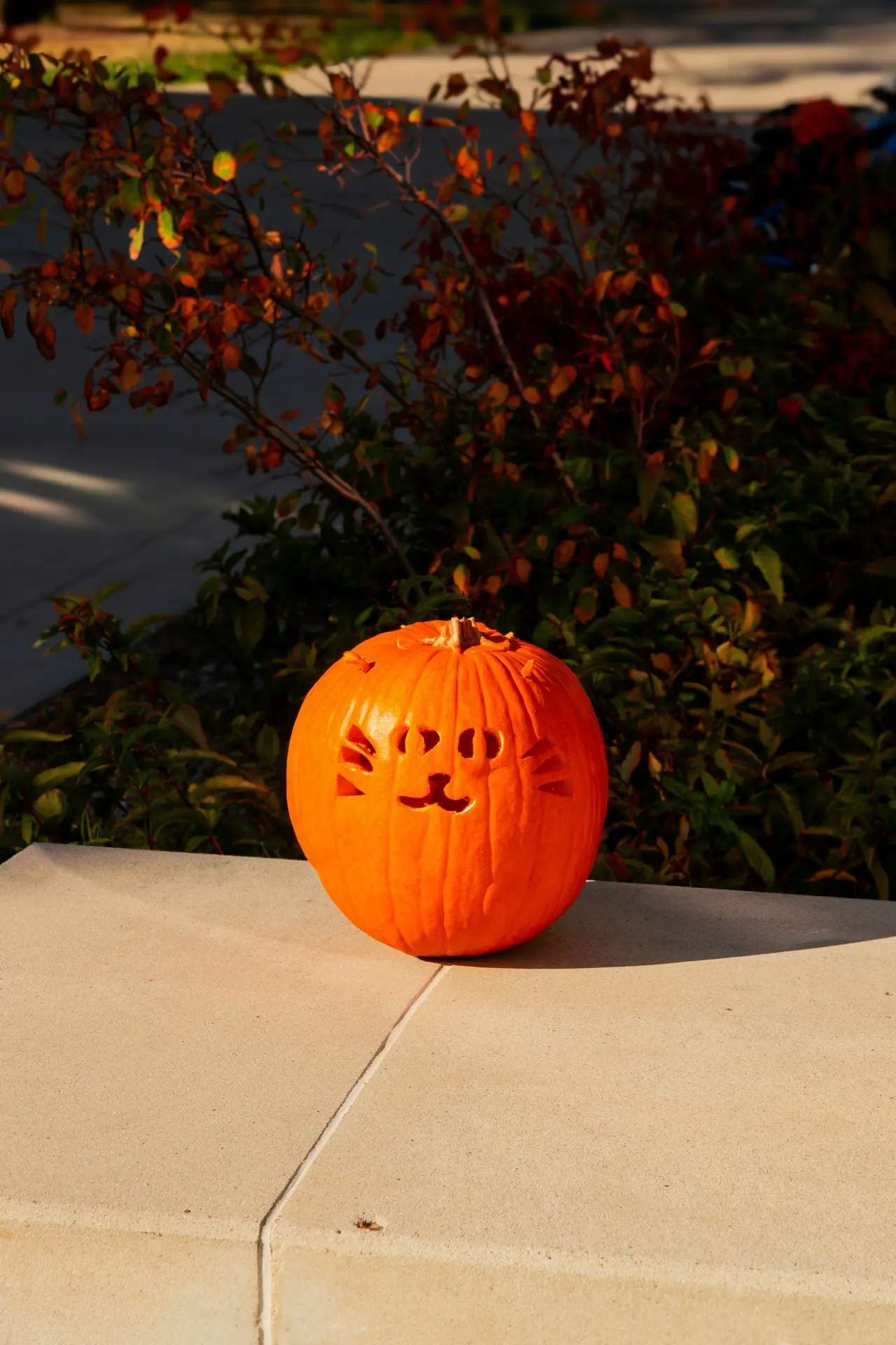 Pumpkin carving ideas featuring an orange pumpkin with a cute cat face with whiskers, carved eyes, a small nose, and a smiling mouth, displayed outdoors in warm autumn sunlight.